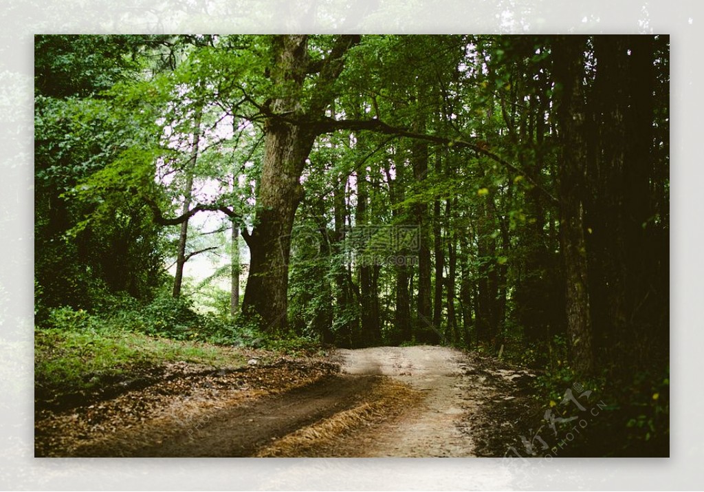 自然森林树木道路途径