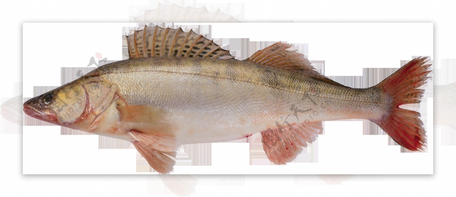红色鳍鱼类图片免抠png透明图层素材