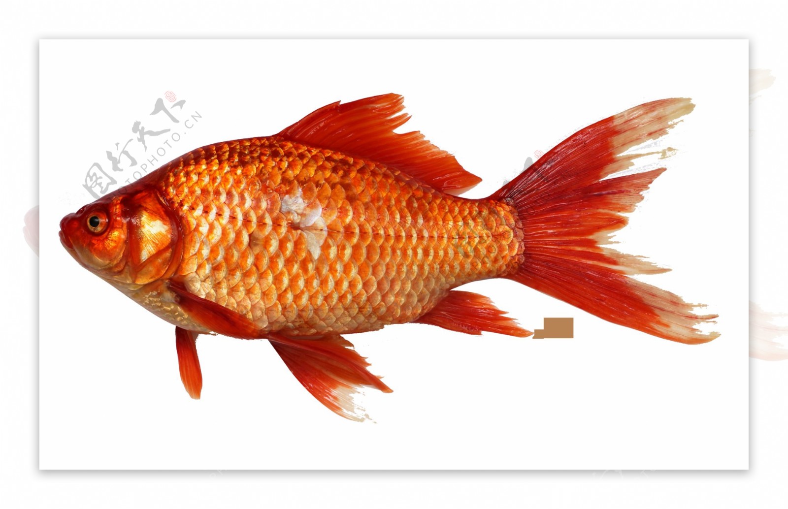 红色鱼类图片免抠png透明图层素材