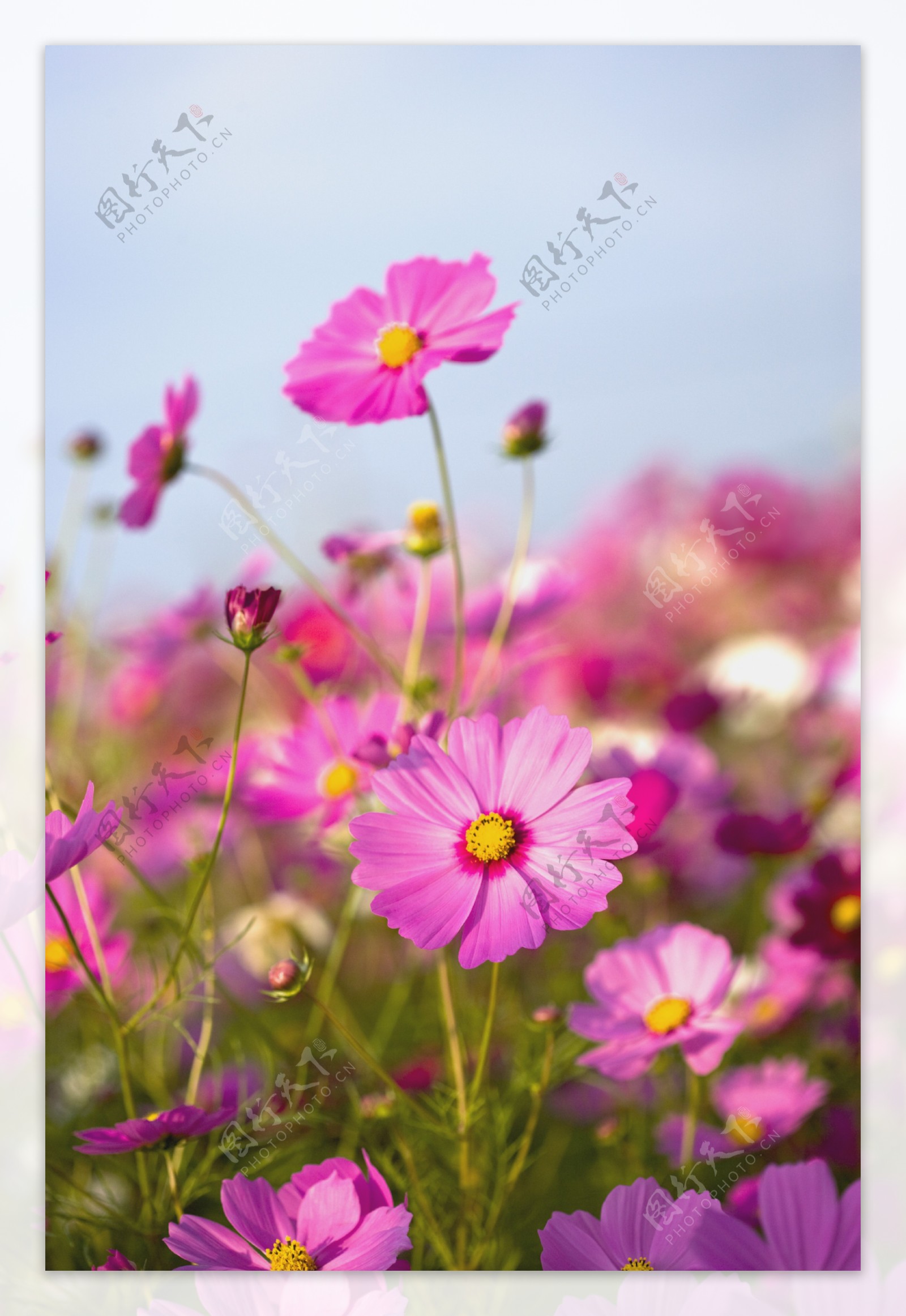 紫红色小雏菊花图片图片