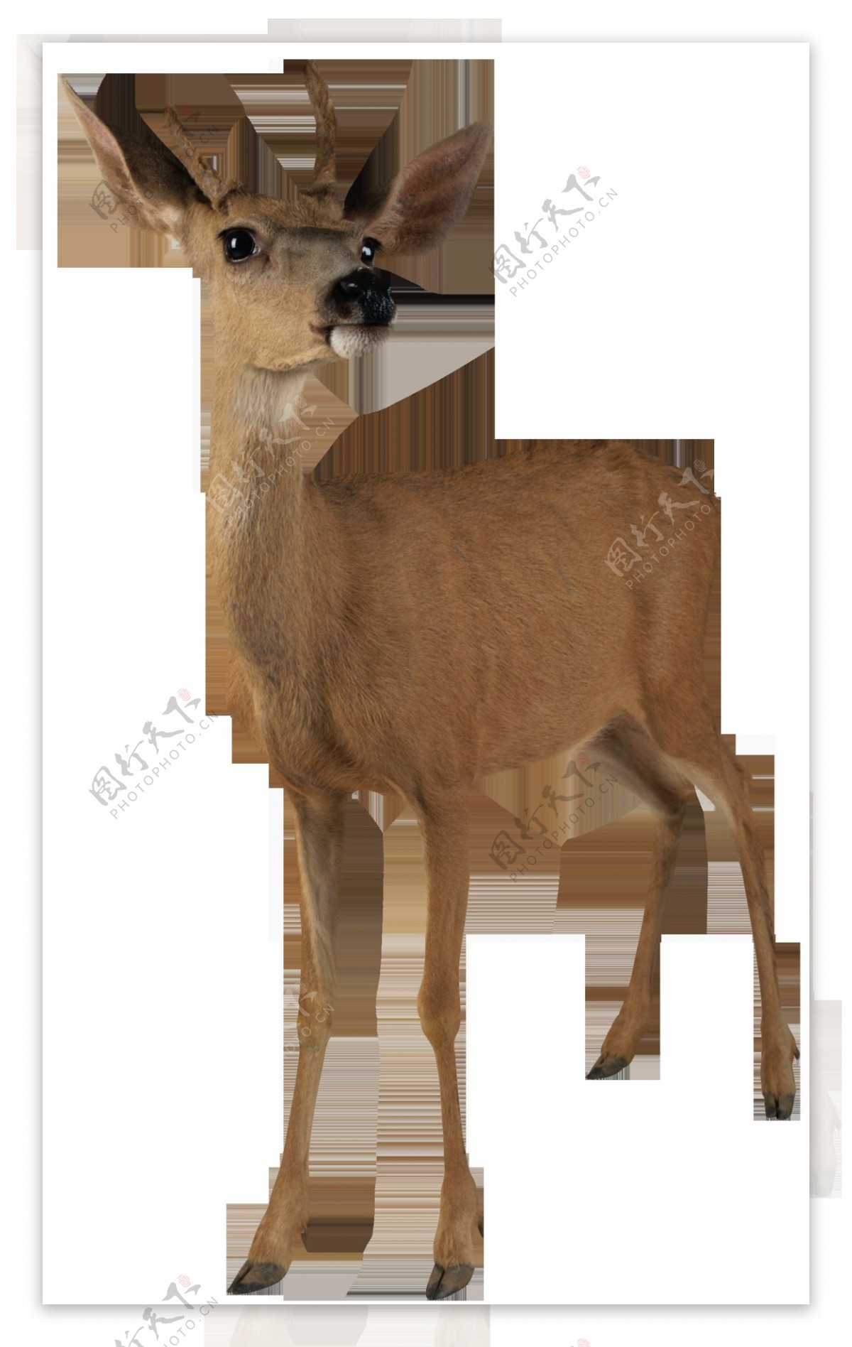 棕色毛皮的鹿图片免抠png透明图层素材