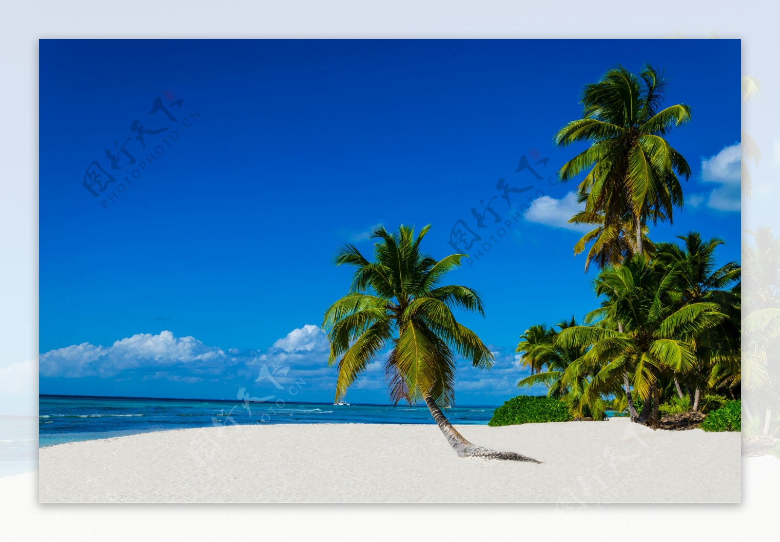 蓝天下的椰树景色图片