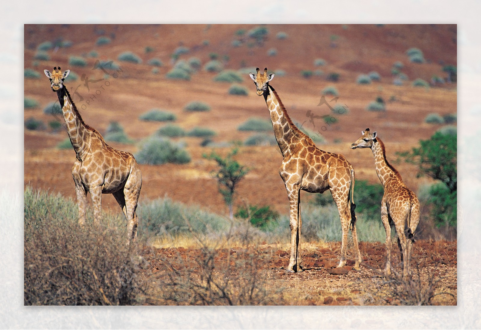 长颈鹿摄影图片