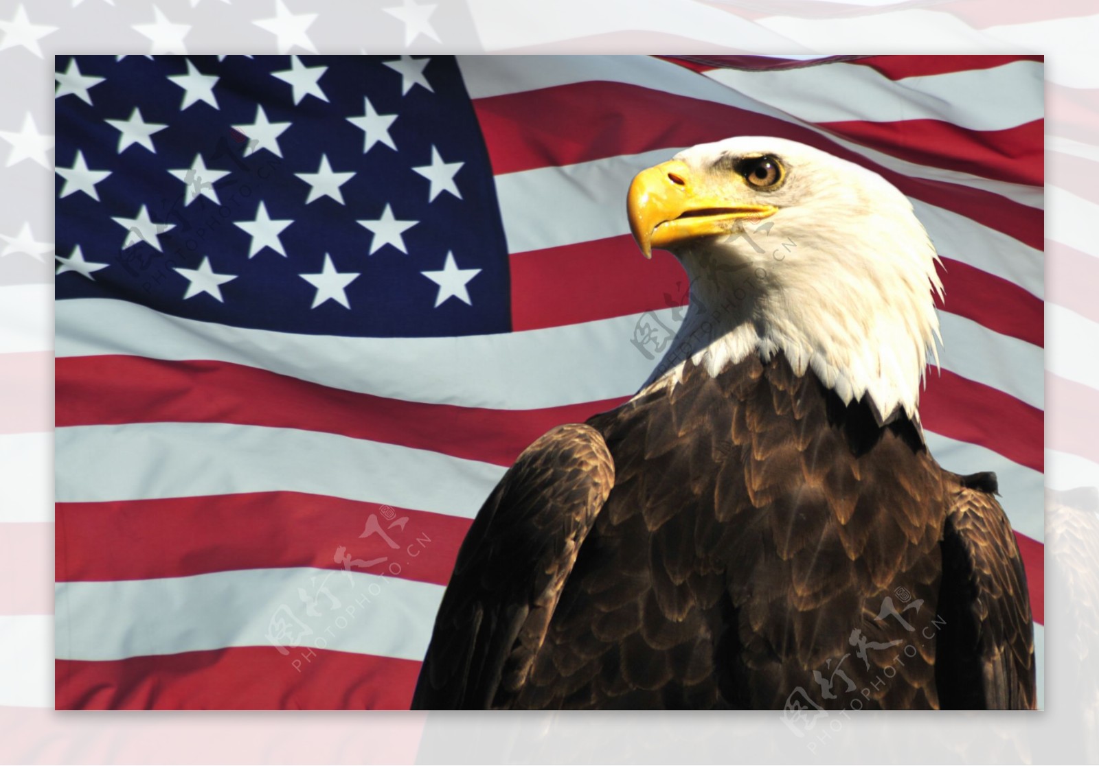 美国国旗与雄鹰图片图片