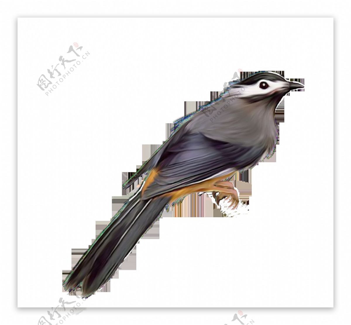 站着的灰色小鸟图片免抠png透明图层素材