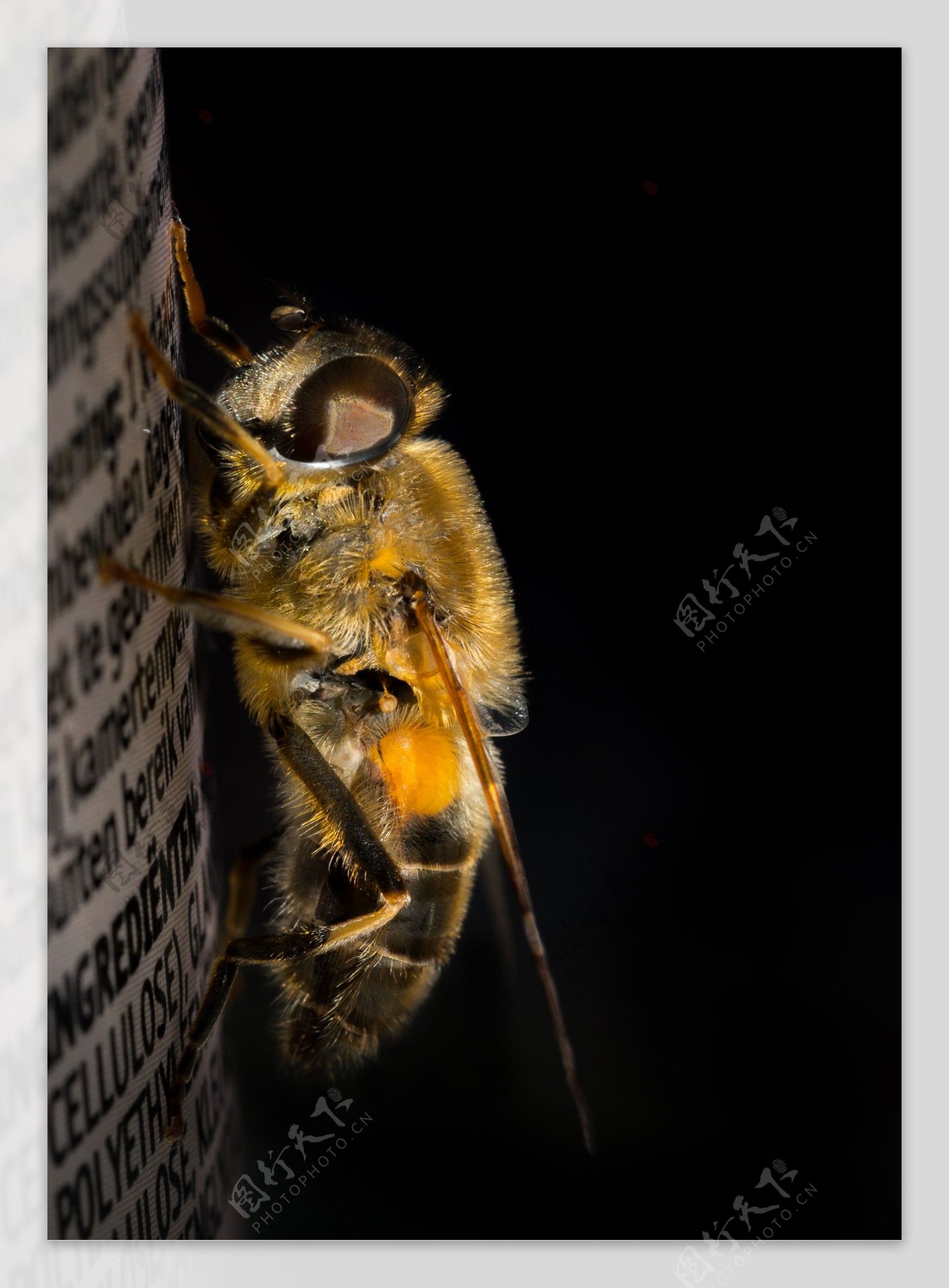 蜂蜜摄影图
