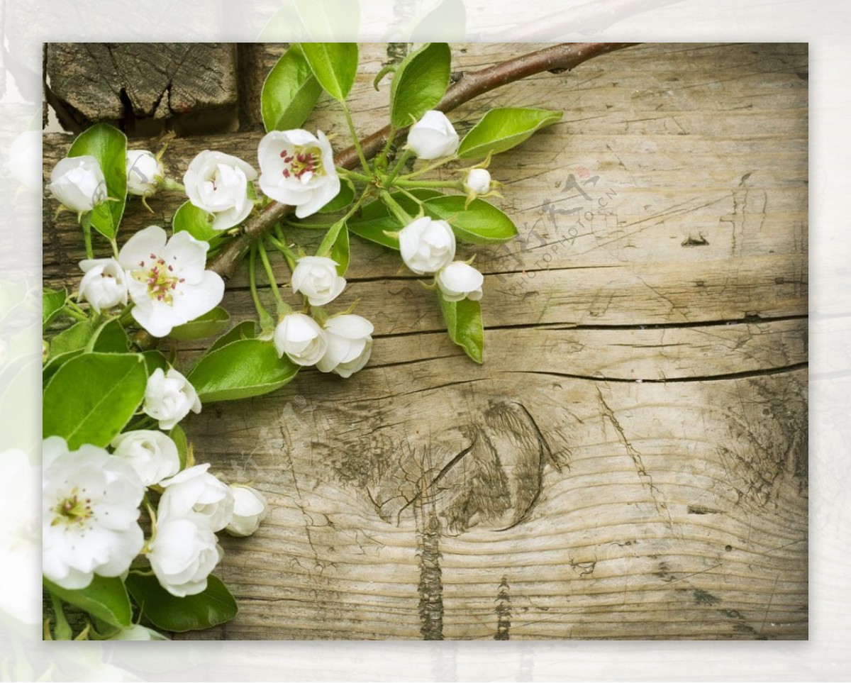 梨花与木板背景图片