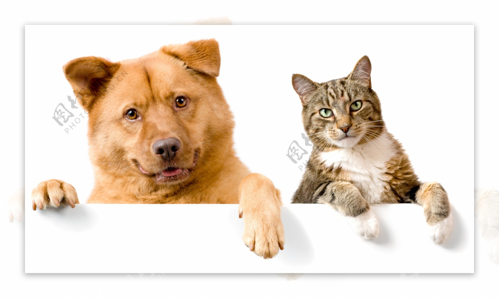 宠物狗和宠物猫图片