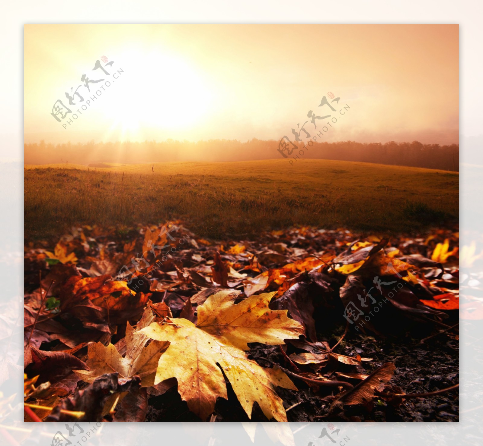 夕阳与地上的落叶图片