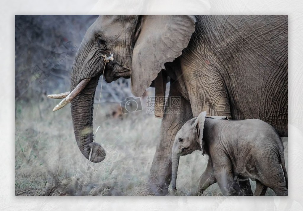 非洲野生动物园哺乳动物象野生生活大象象牙大象躯干大象小牛