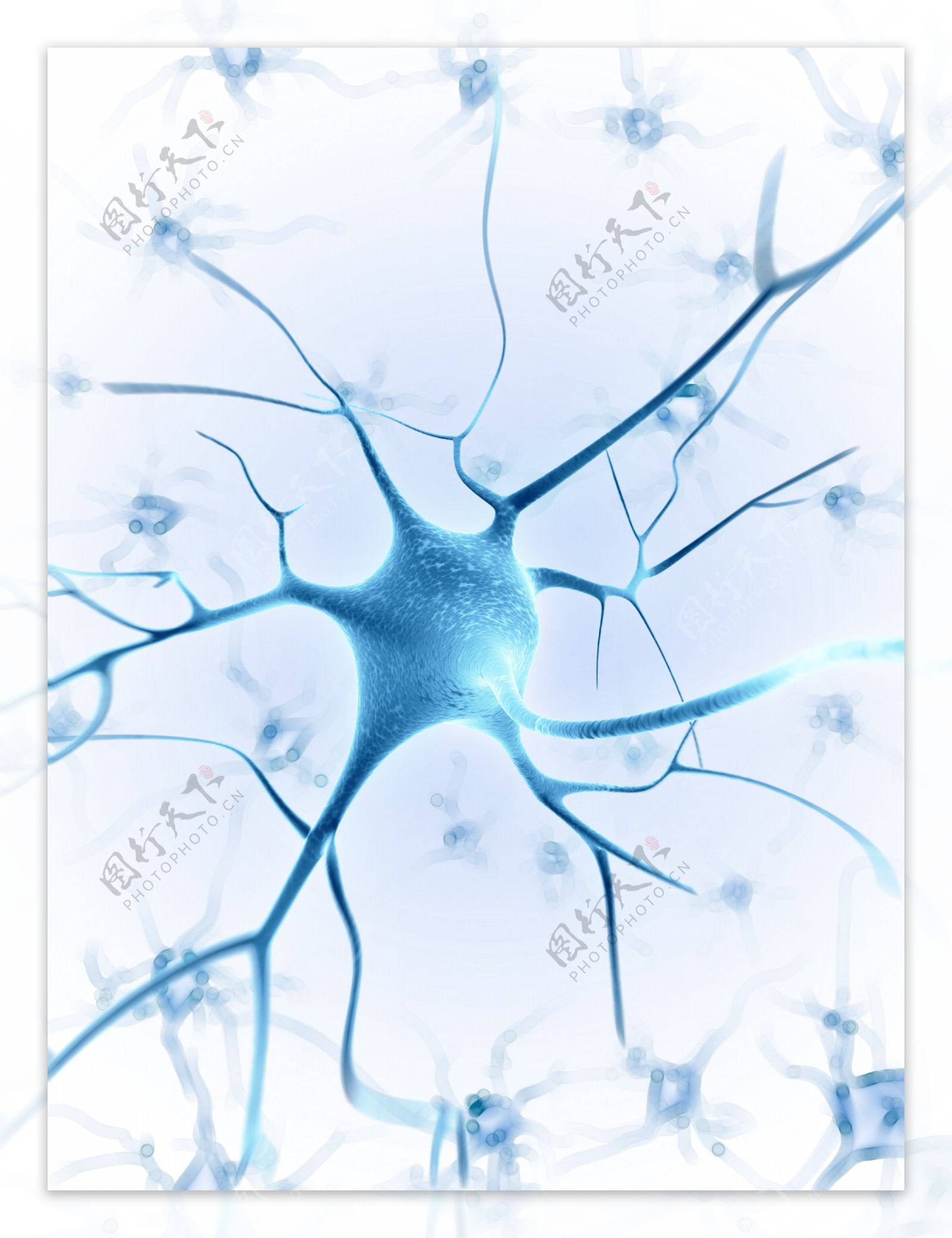 神经纤维图片