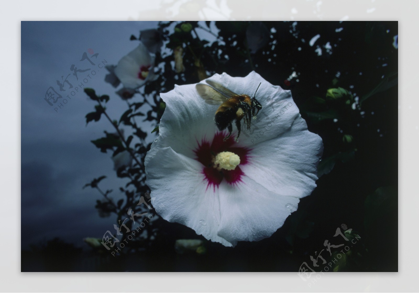 白色花朵上的蜜蜂图片