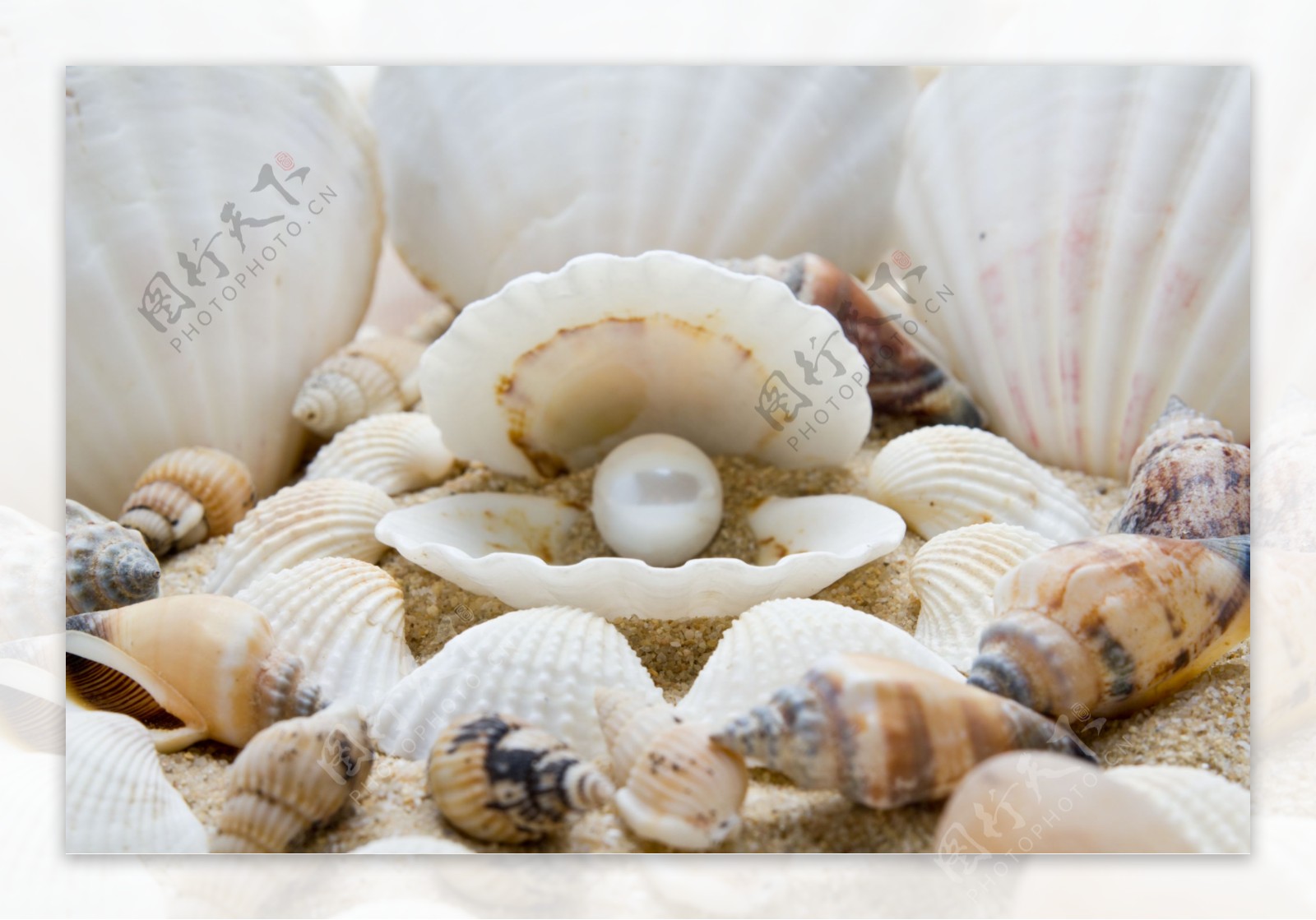 海边贝壳里的珍珠图片
