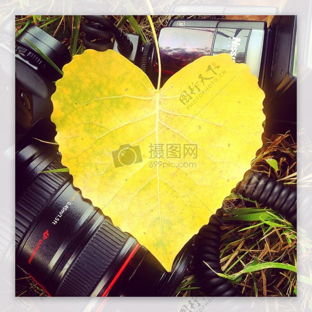 爱情心脏黄色摄影叶叶子佳能Instagram的闪光形状象征
