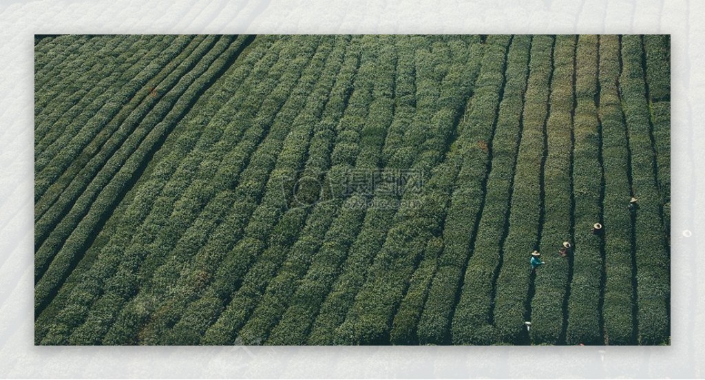 场农业茶叶收获绿色工作亚洲农业生态作物种植植物界采摘