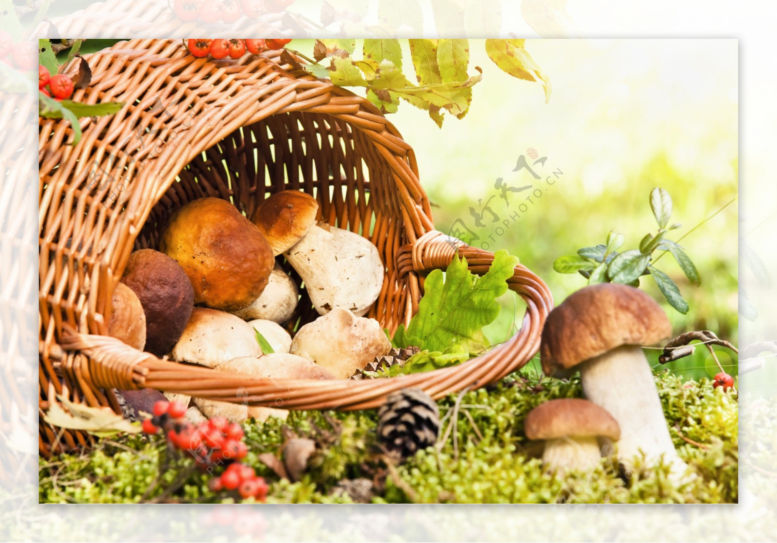 草地上篮子里的蘑菇图片