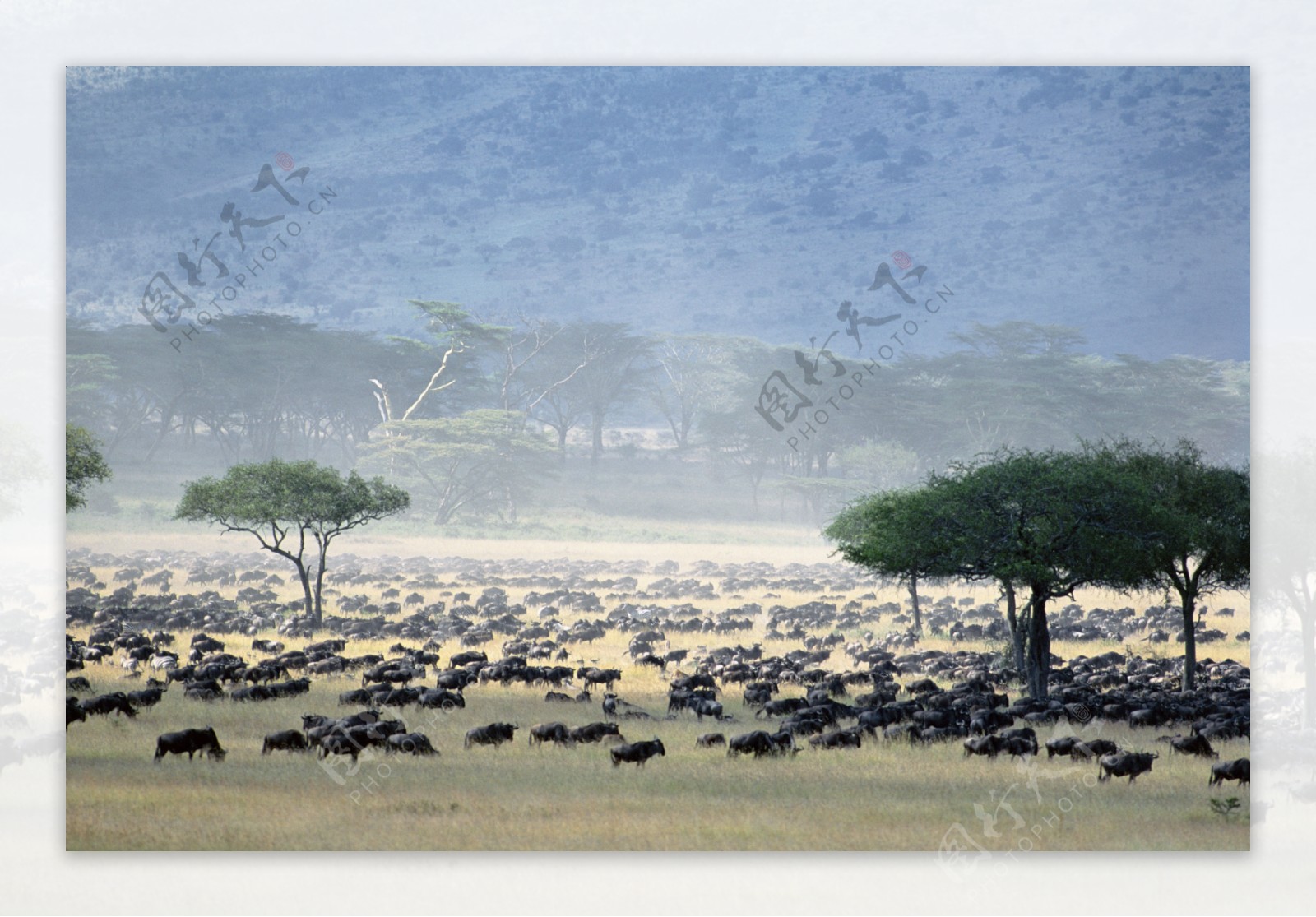 非洲野生动物牛群图片图片