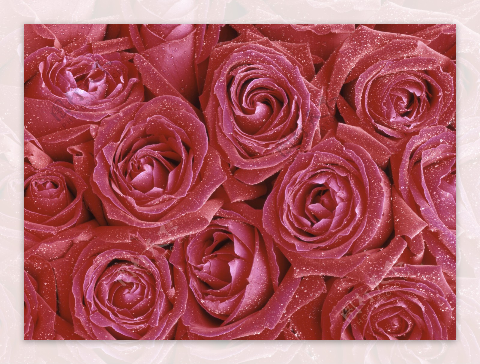 美丽玫瑰鲜花背景图片