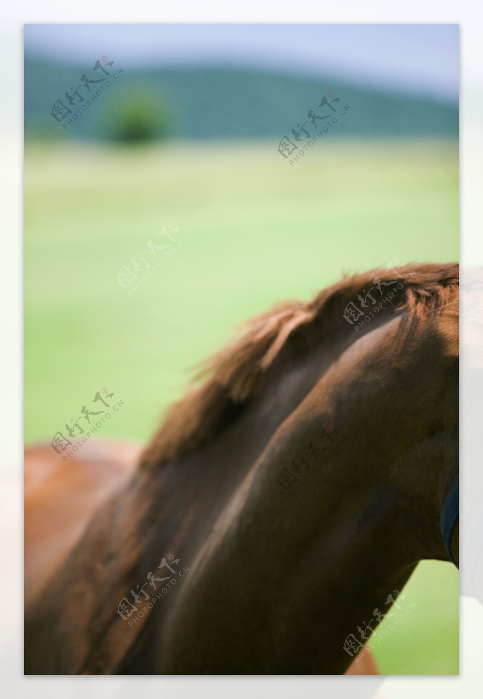 马脖子摄影图片