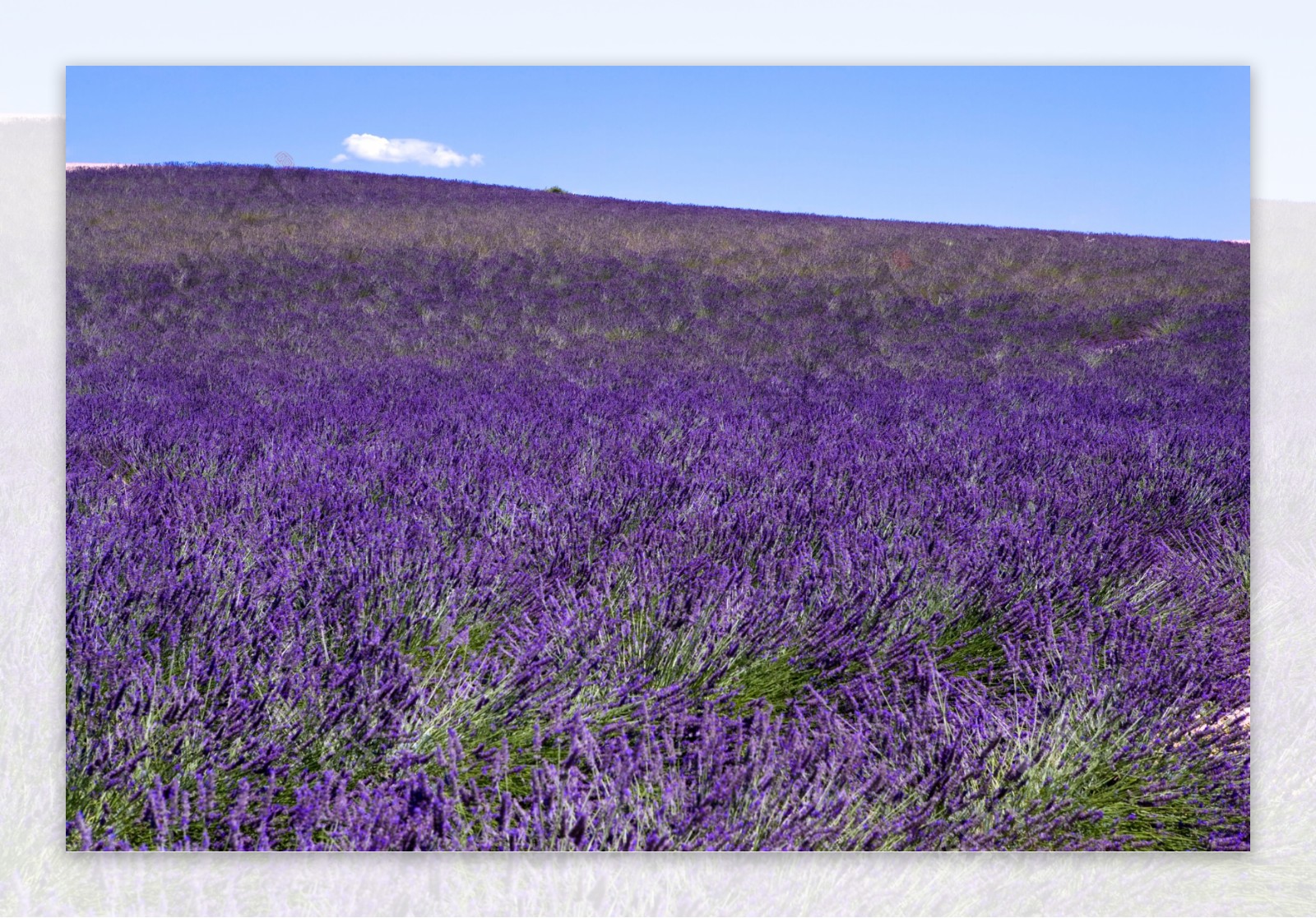 阳光下的蓝紫色薰衣草海洋图片图片