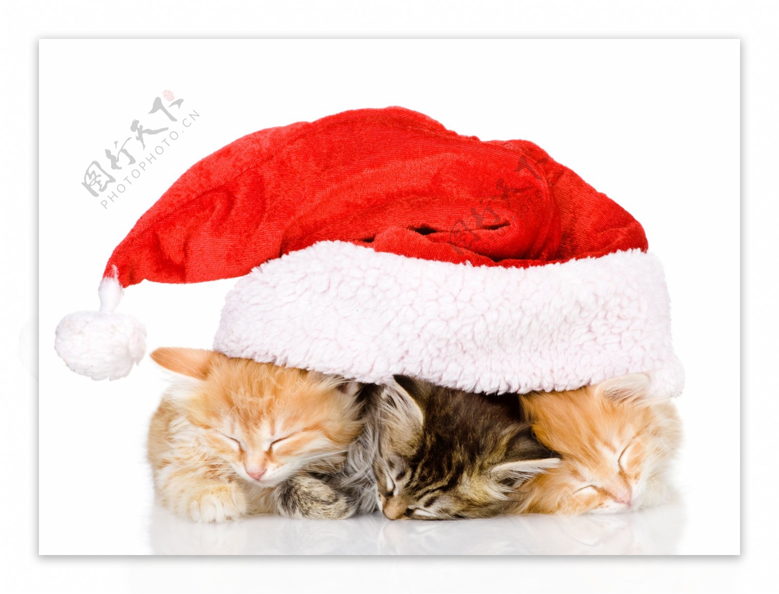 圣诞帽子里的小猫图片