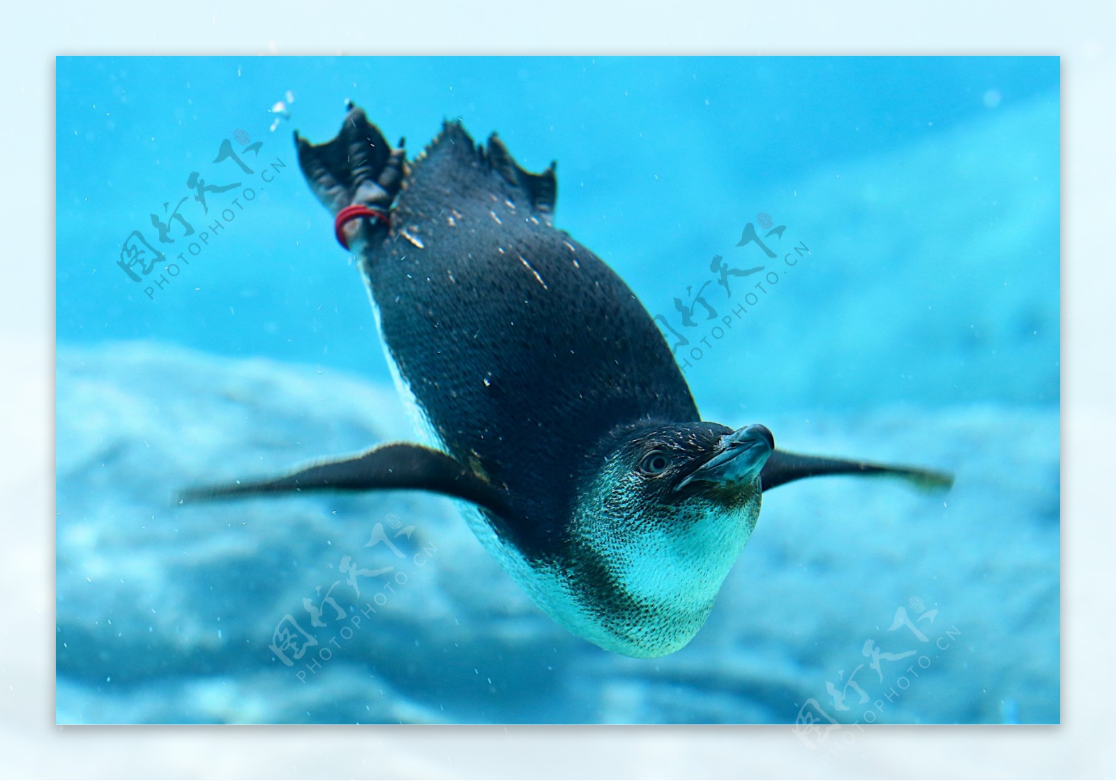 水中游玩的企鹅图片