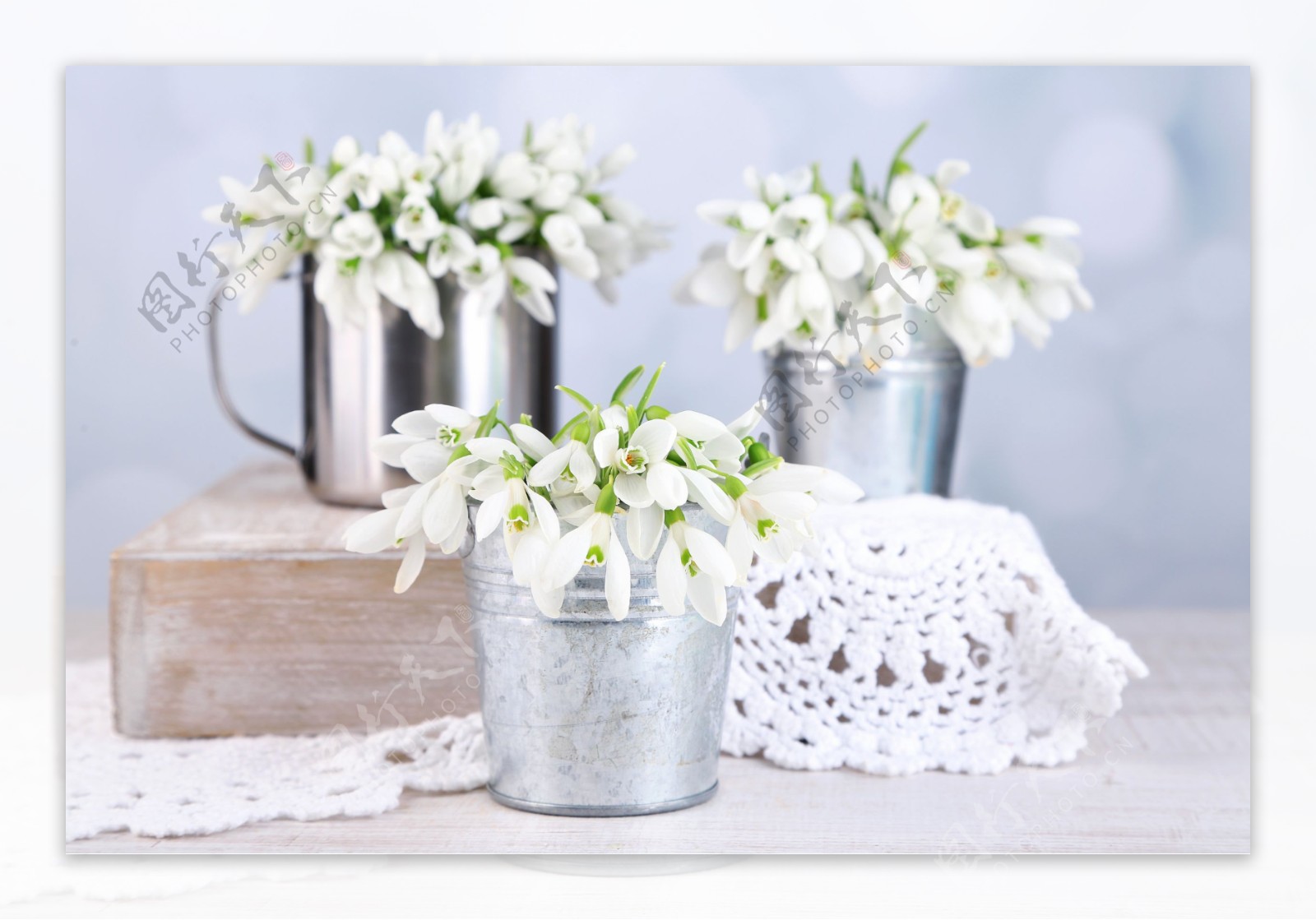 白桶里的白色花朵图片