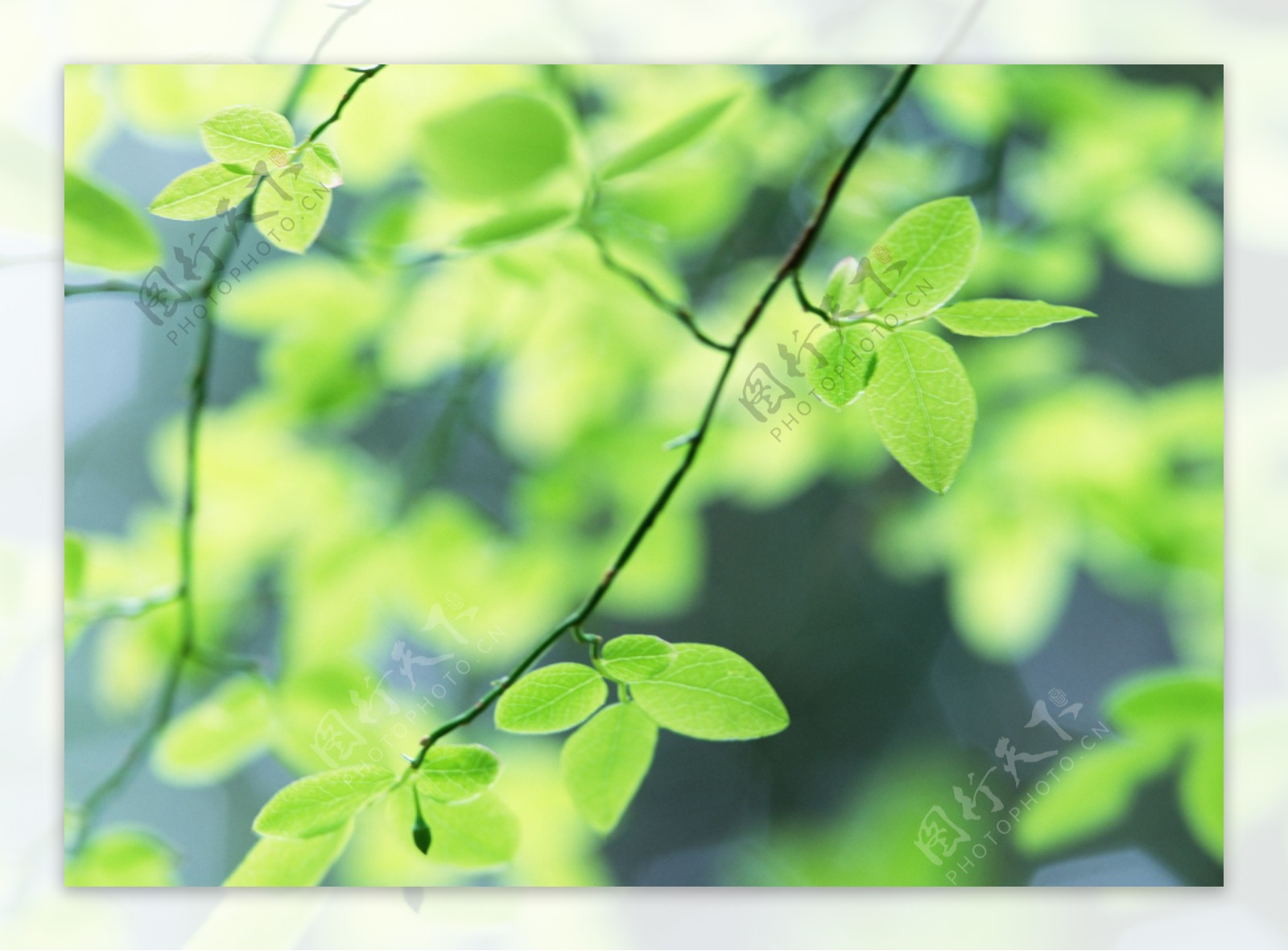 绿色清新叶子背景图片