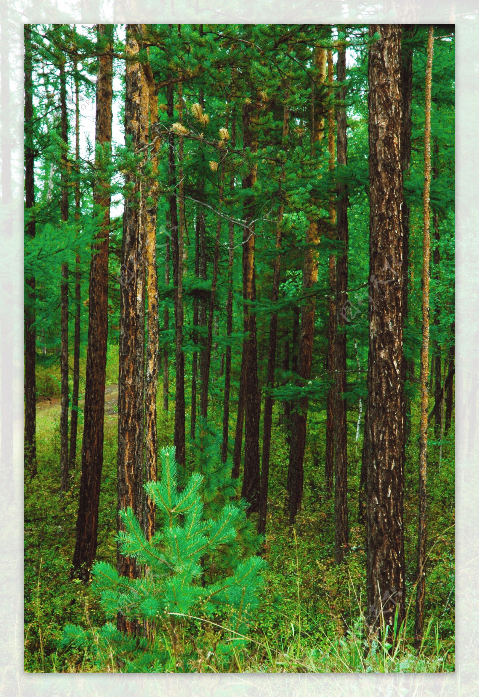 森林阶梯小道绿色养眼高清手机壁纸