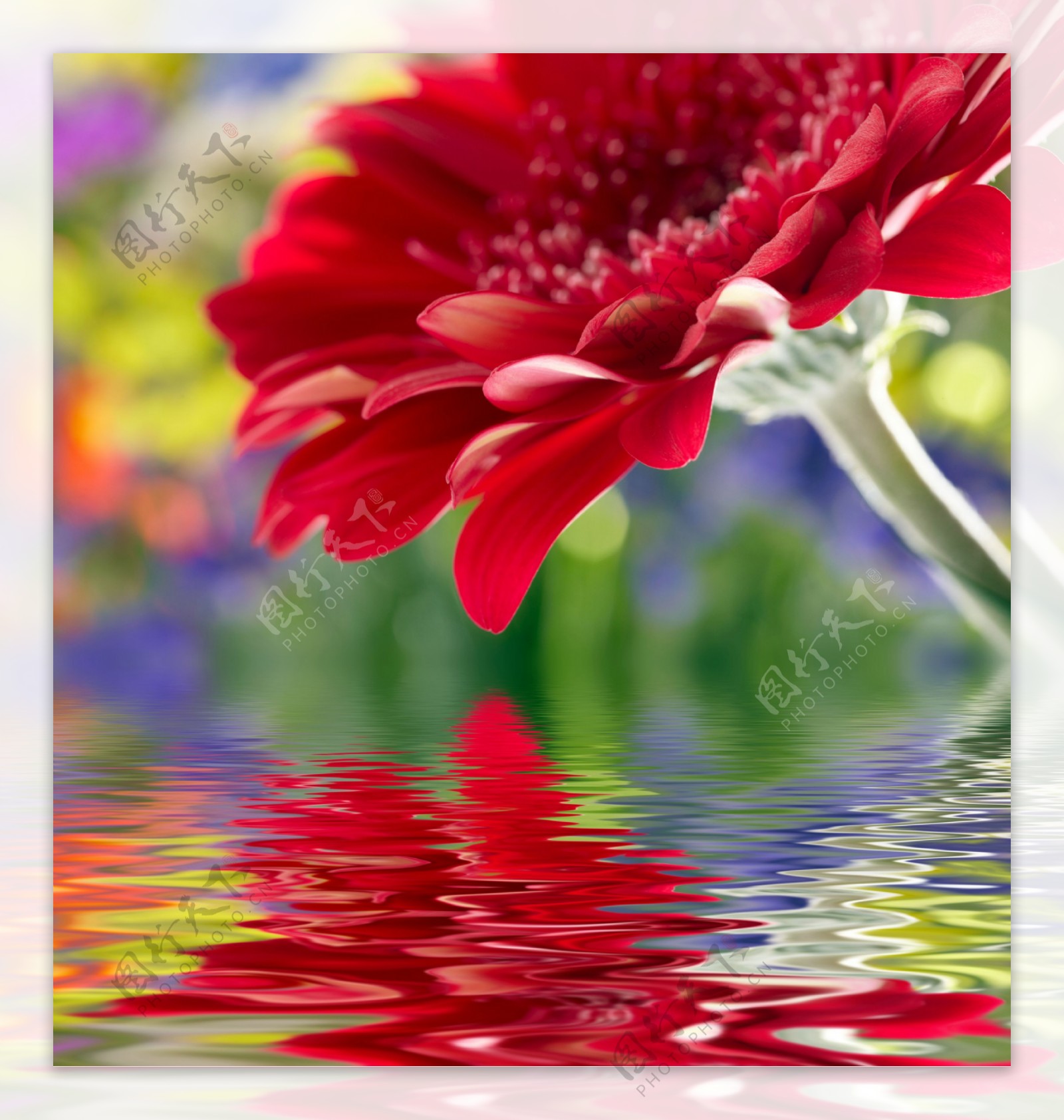 美丽花朵与水纹背景图片