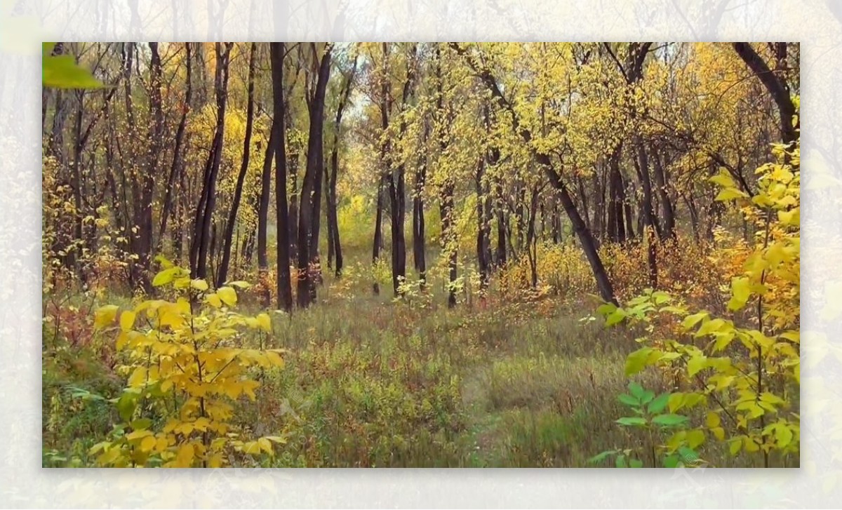 黄色树叶森林视频