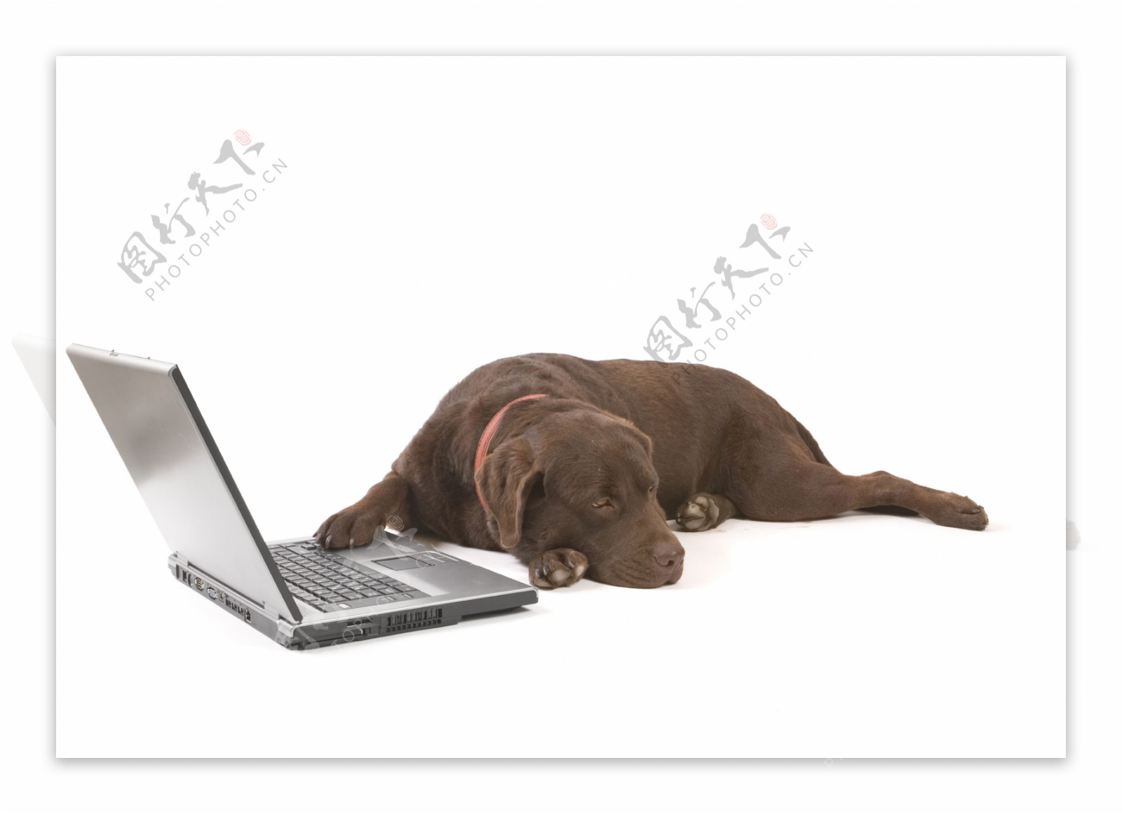 可爱小狗与手提电脑图片