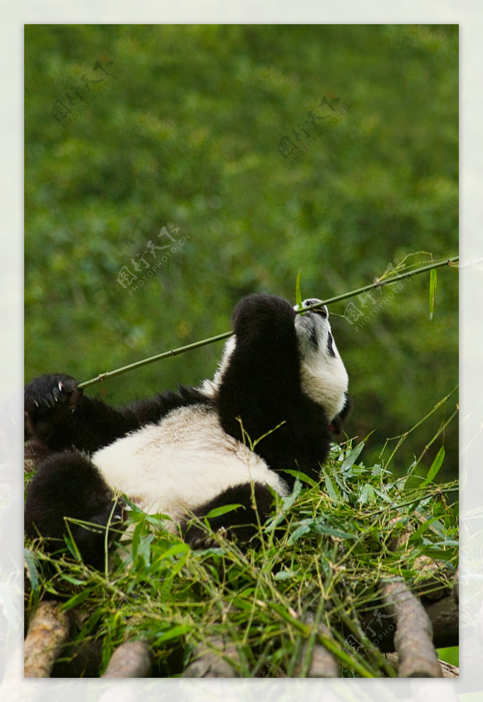 吃竹叶的国宝熊猫图片
