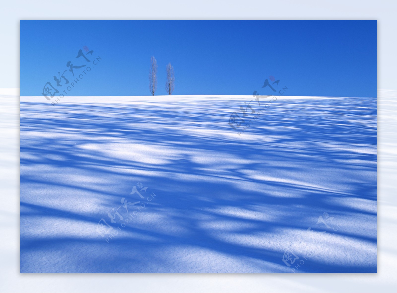 蓝天下雪地上的两棵树图片