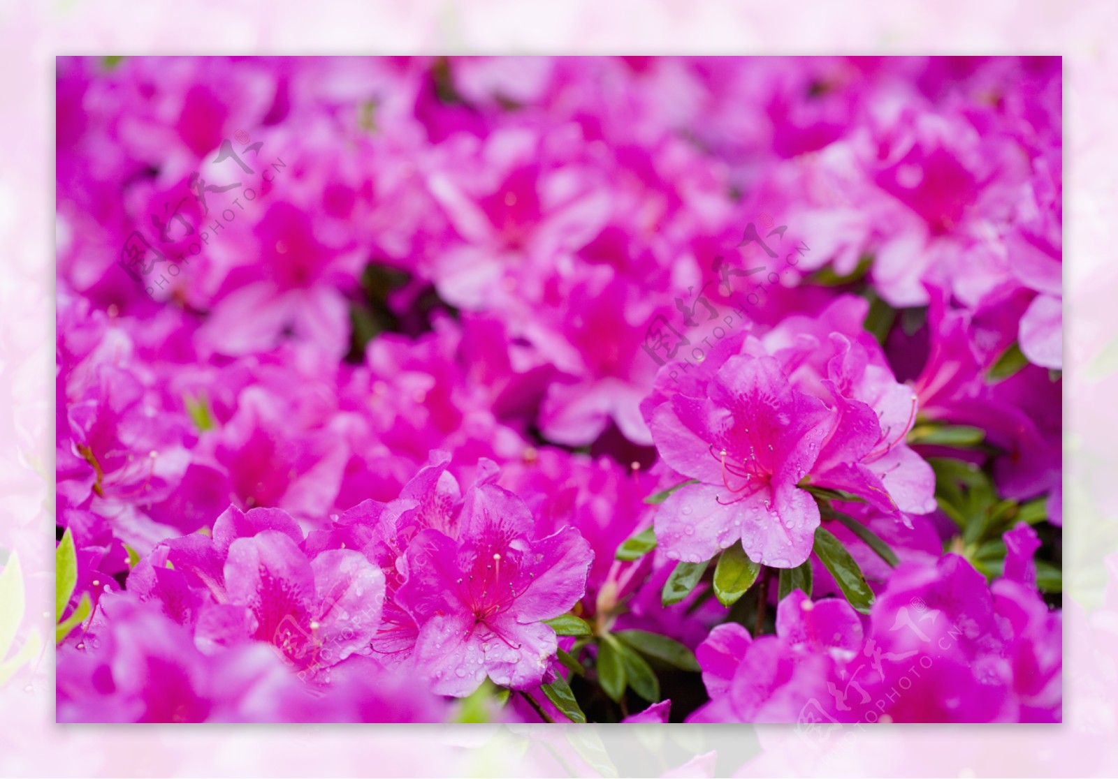紫红色杜鹃花图片