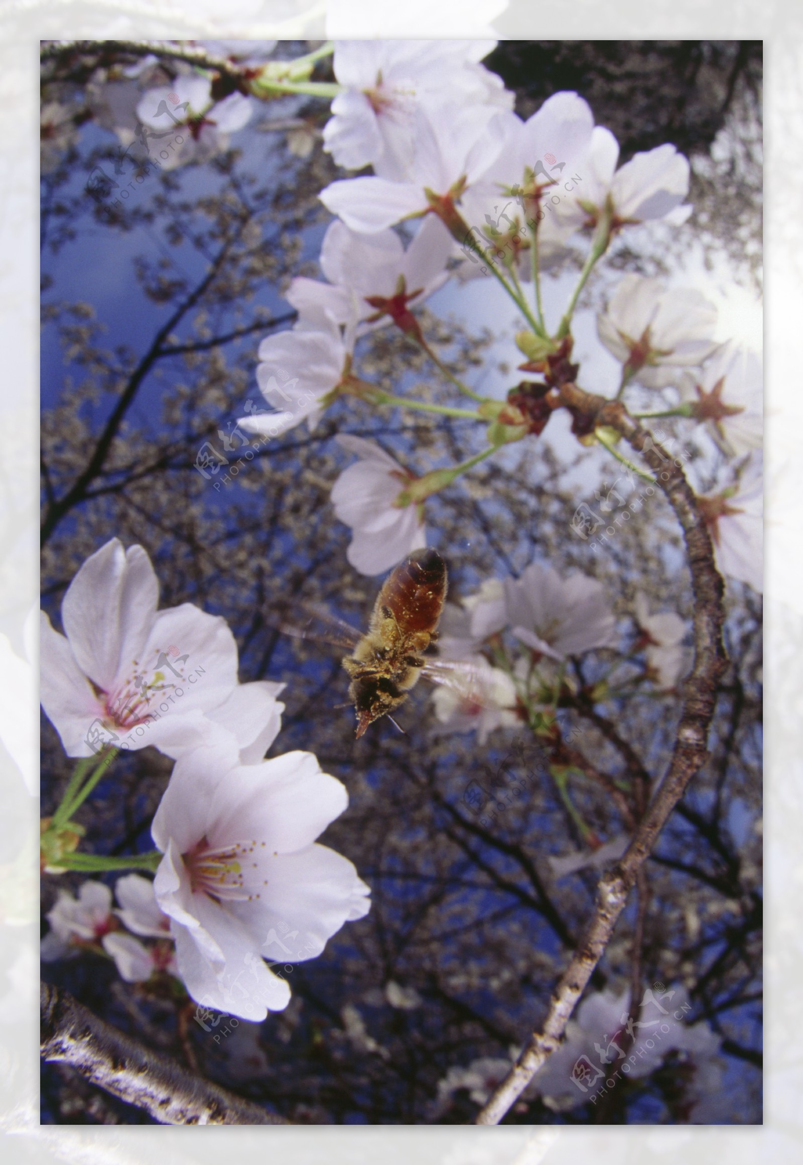 花丛里勤劳的小蜜蜂图片