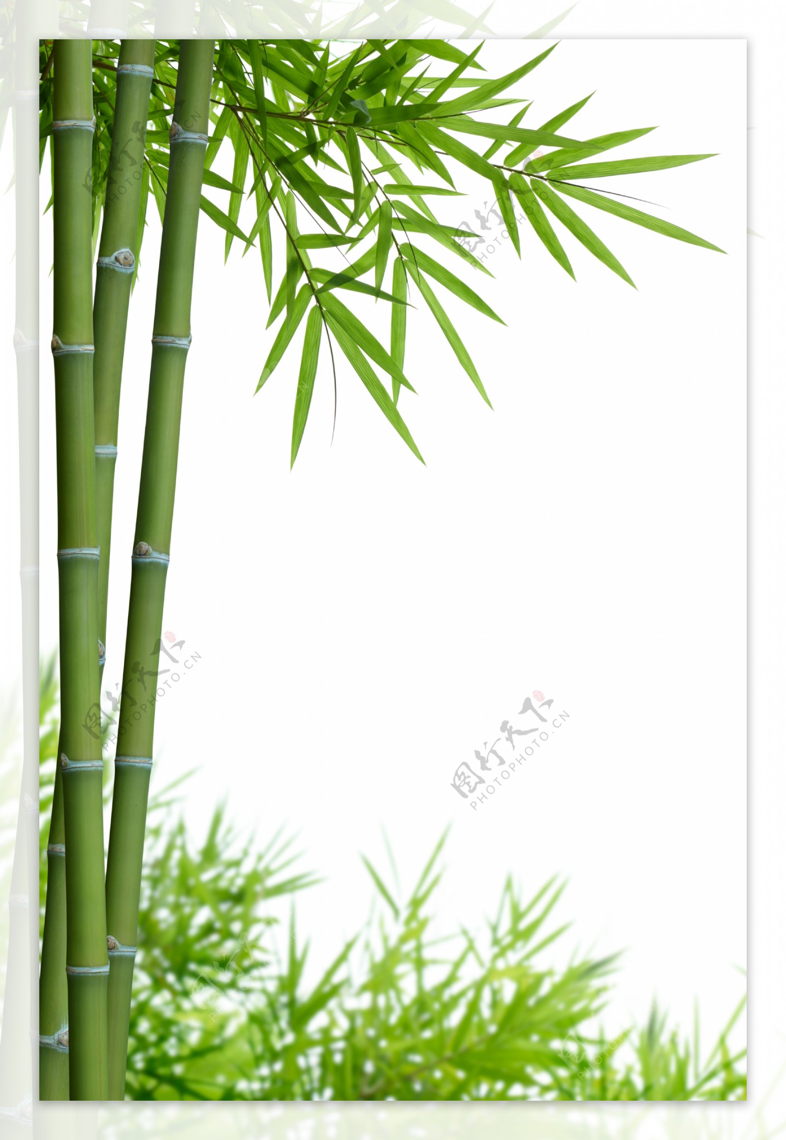 竹子竹叶背景图片