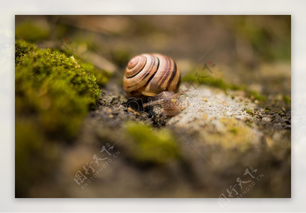 自然动物蜗牛宏外壳蛞蝓慢