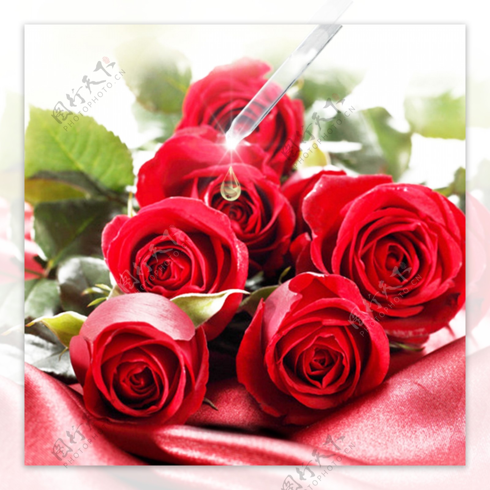 大红玫瑰花护肤品背景图