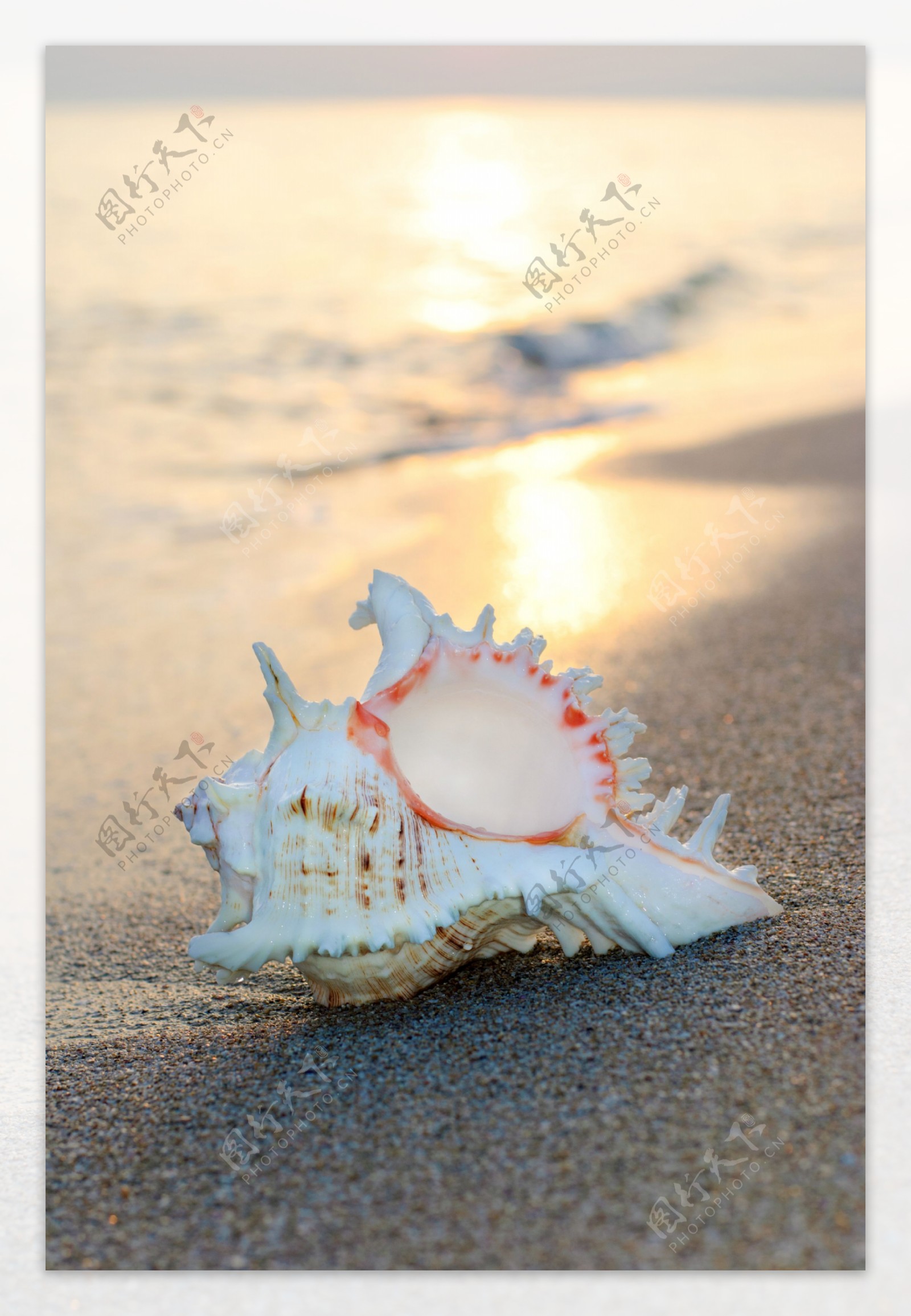 夕阳十分沙滩上的海螺图片