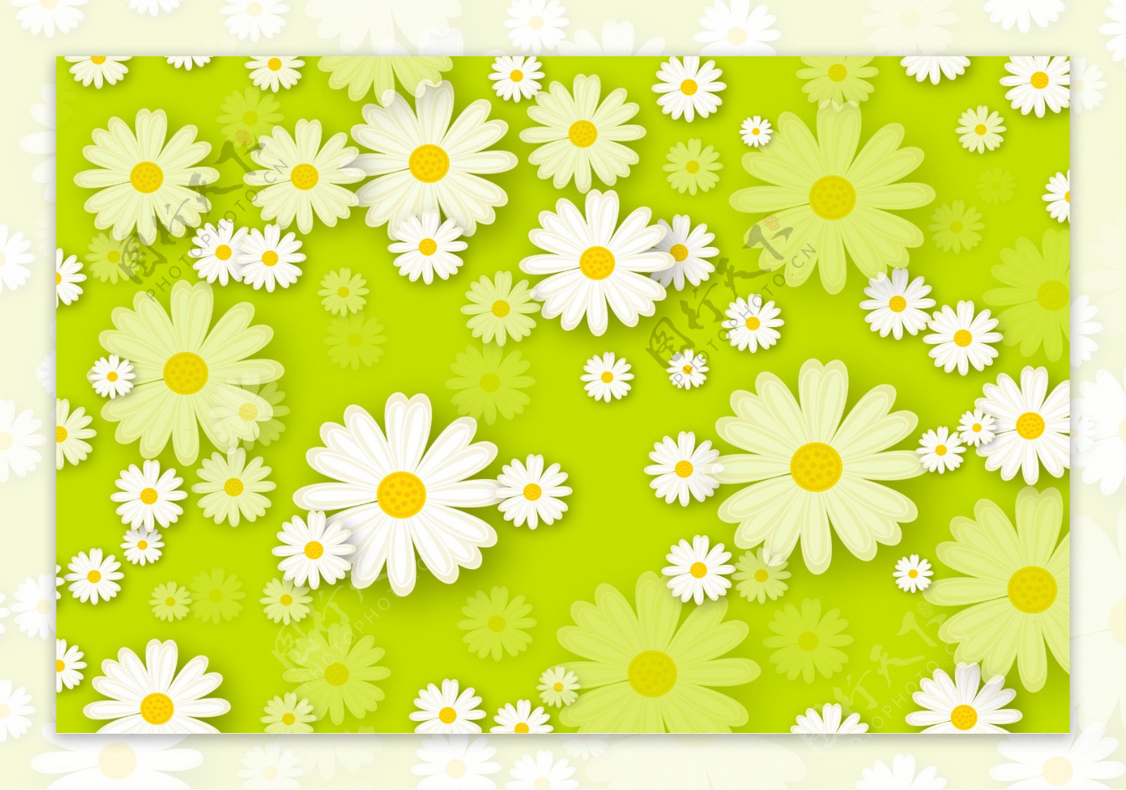 春天雏菊背景图片