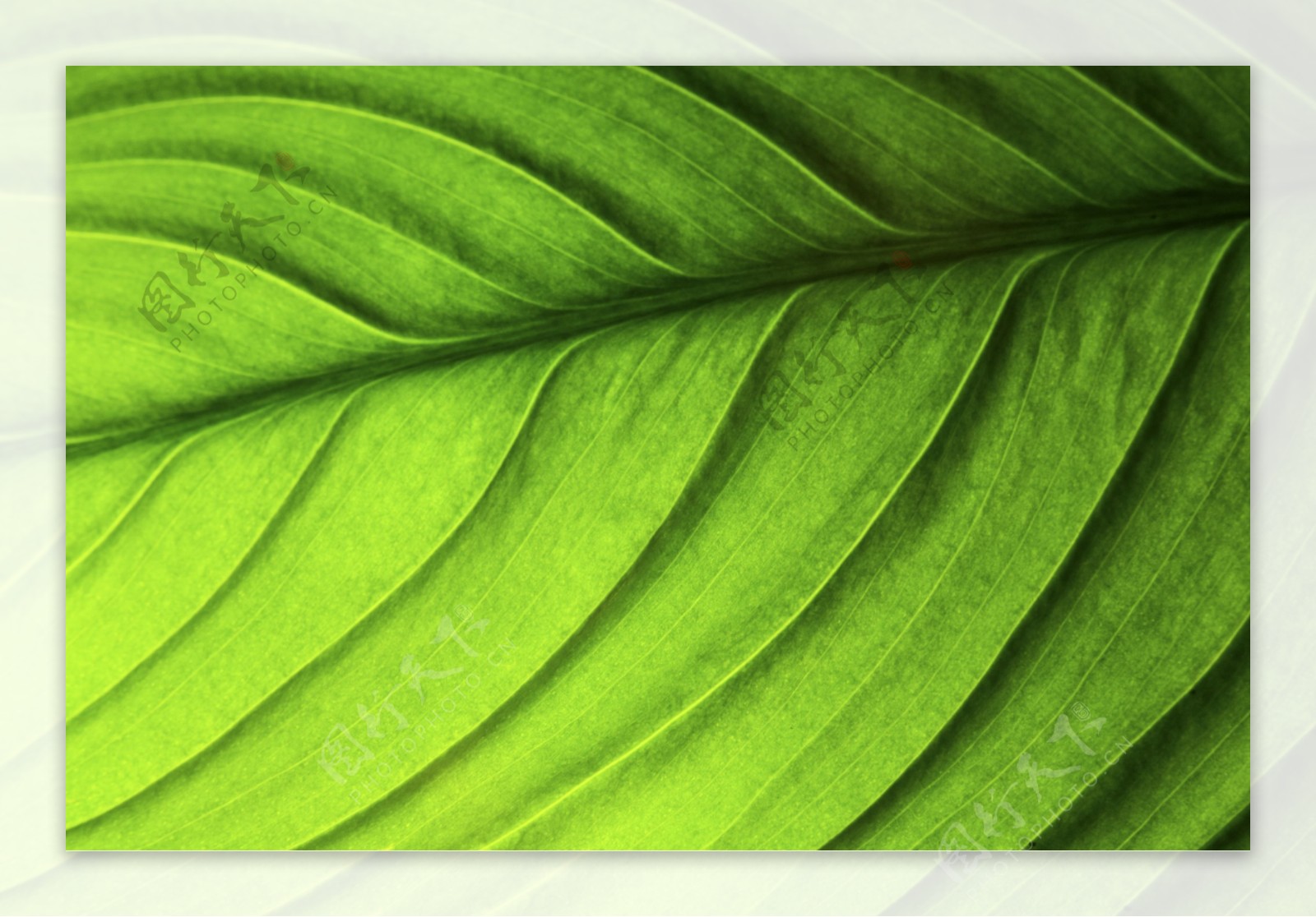 植物绿叶纹理特写图片