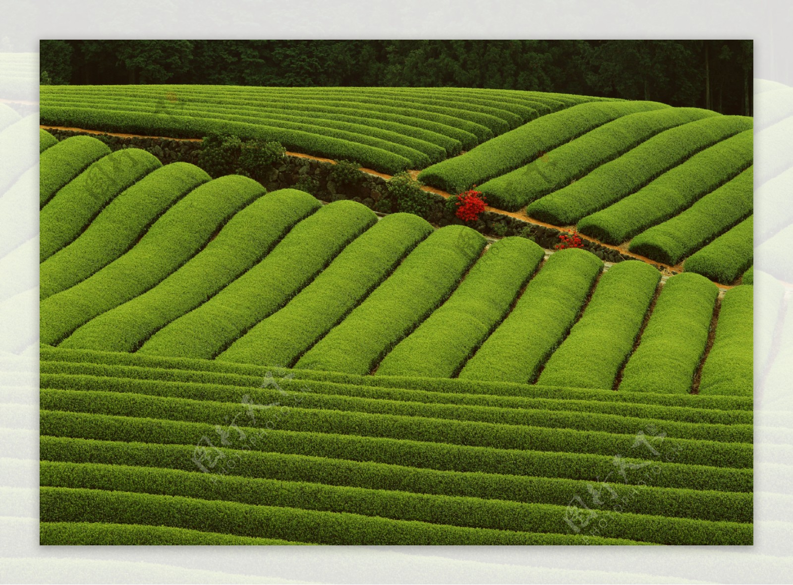 修剪整齐的绿色茶林图片