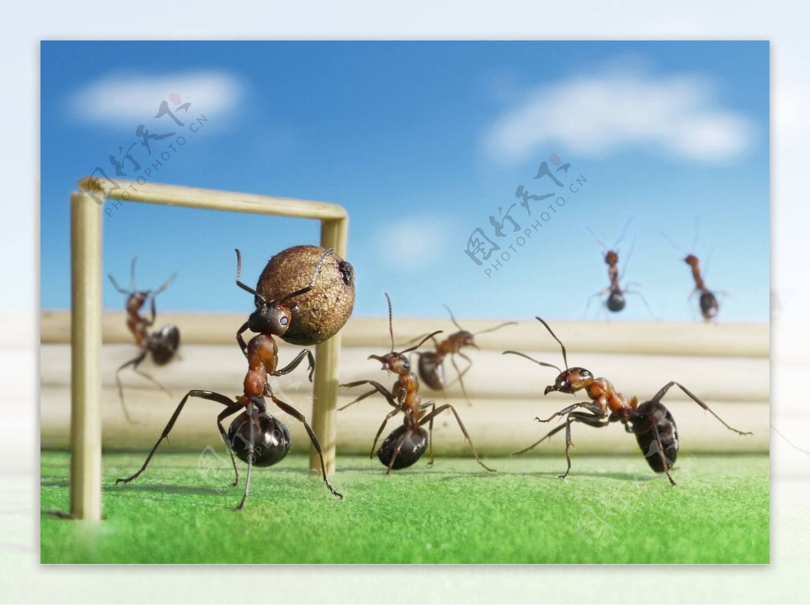 球门与蚂蚁图片