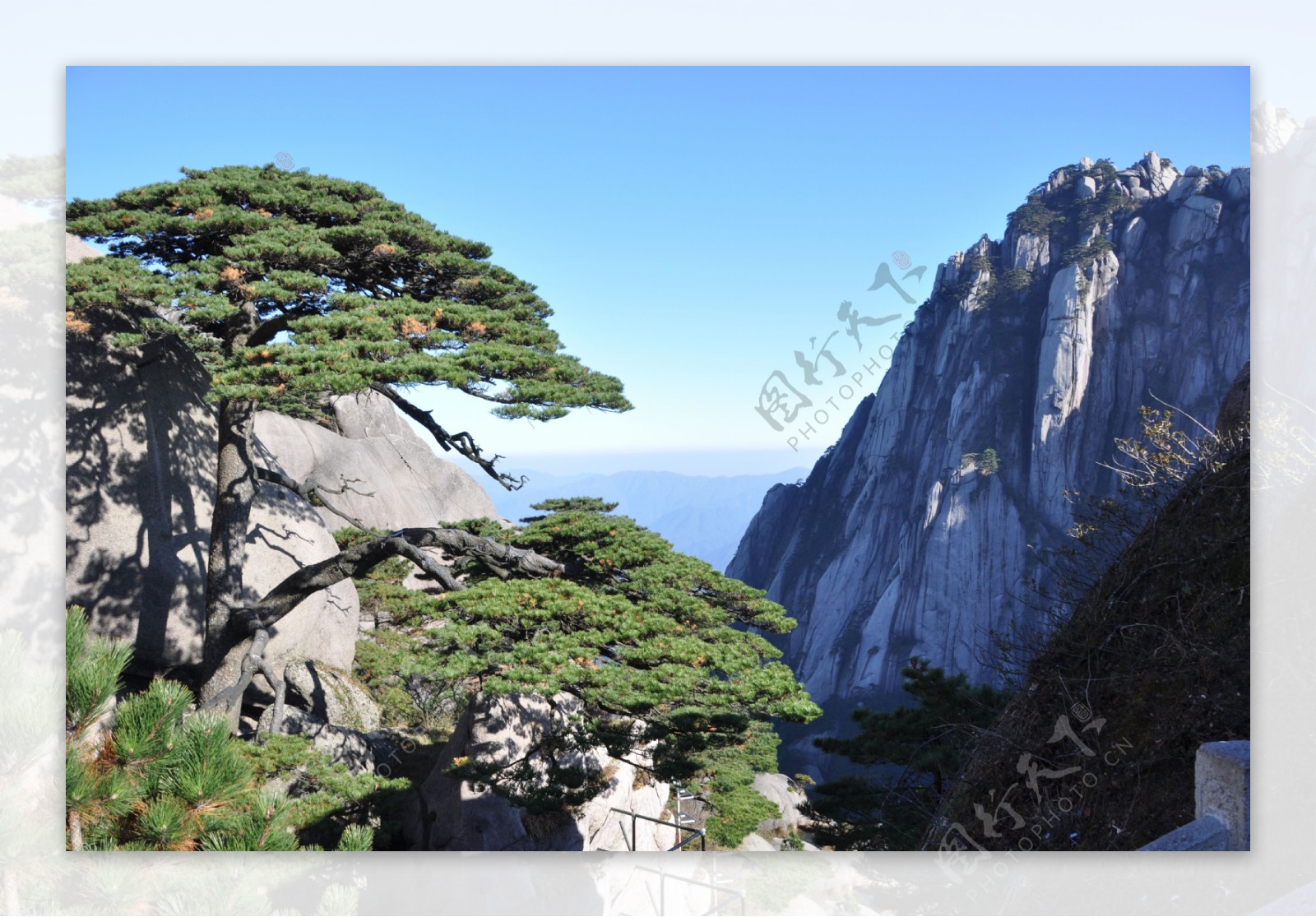 迎客松风景图片