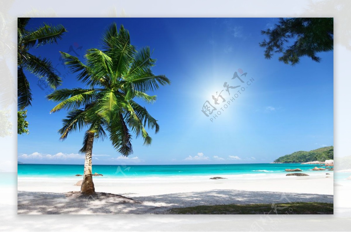 海边椰子树摄影图片