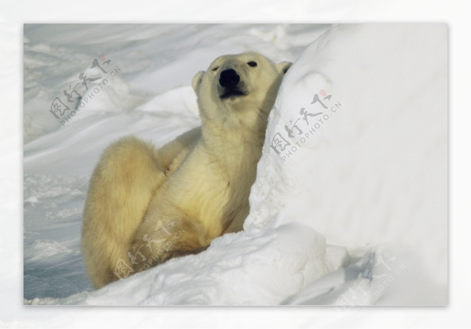冰地里的北极熊图片