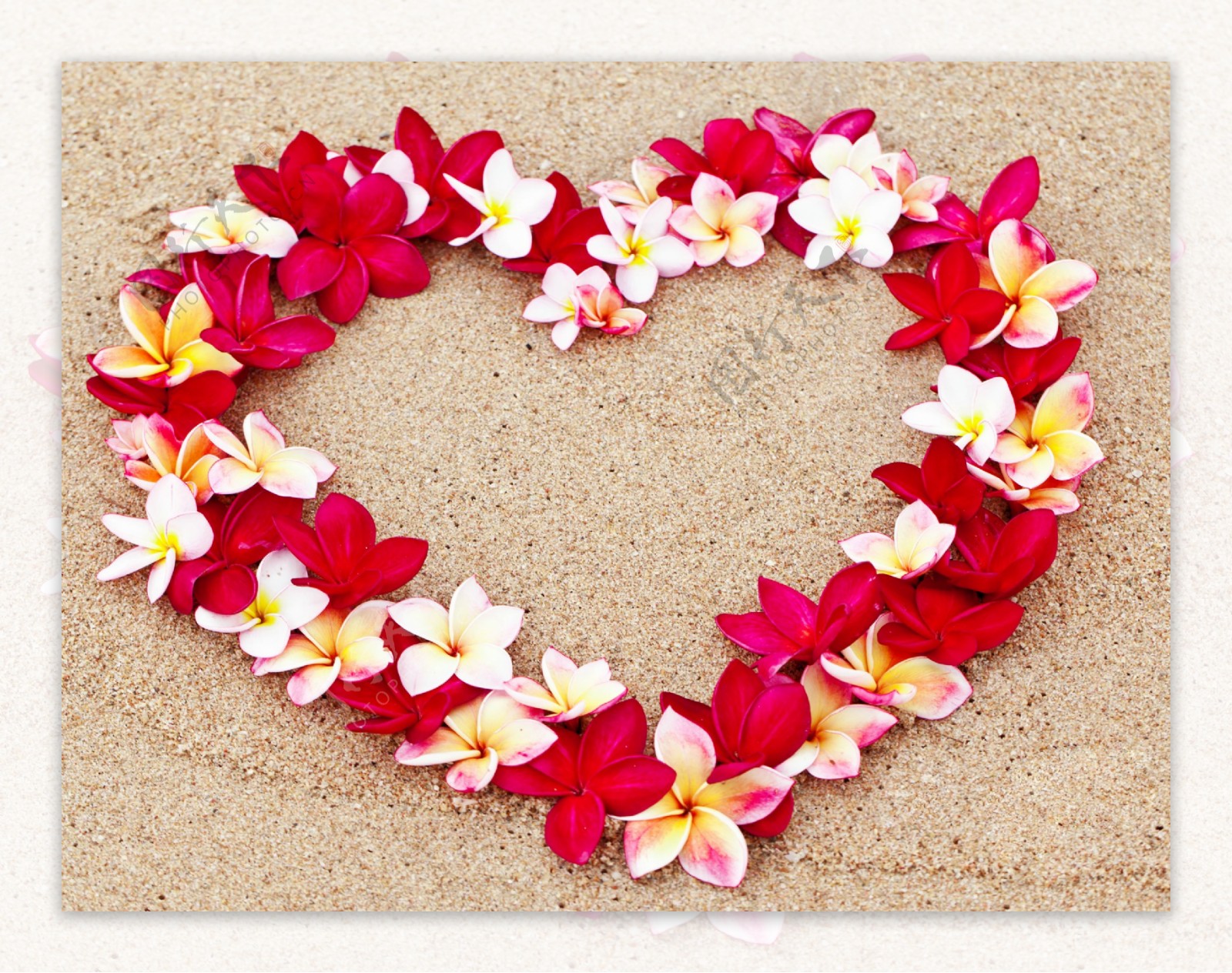 沙滩上的心形花朵图片