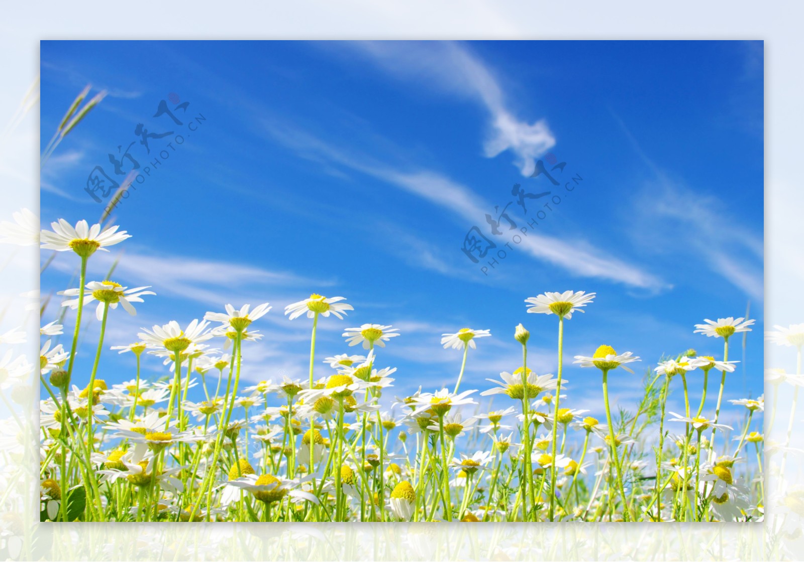 蓝天下的白色野菊花图片