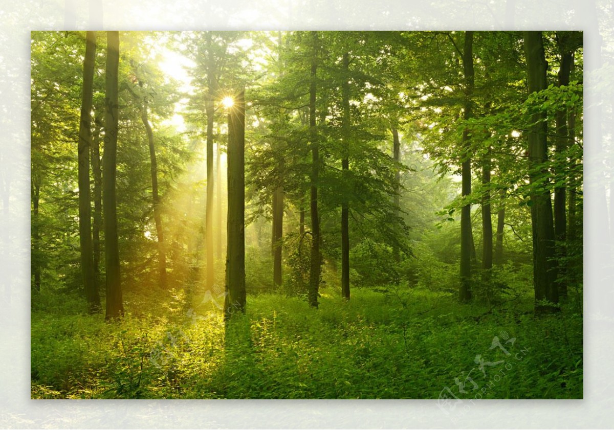 野外树林背景图片
